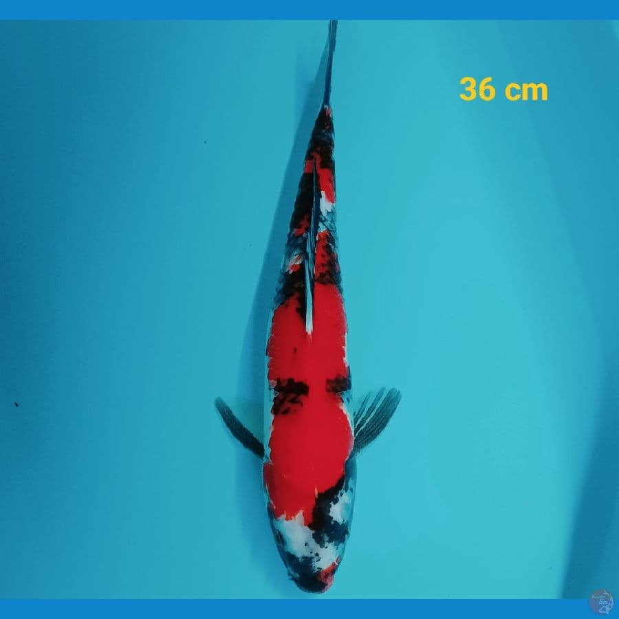 Boshu 36 cm