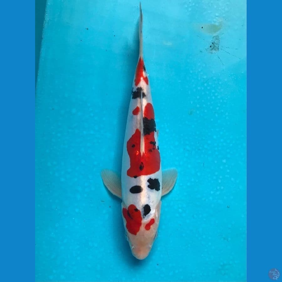 sanke doitsu 23cm