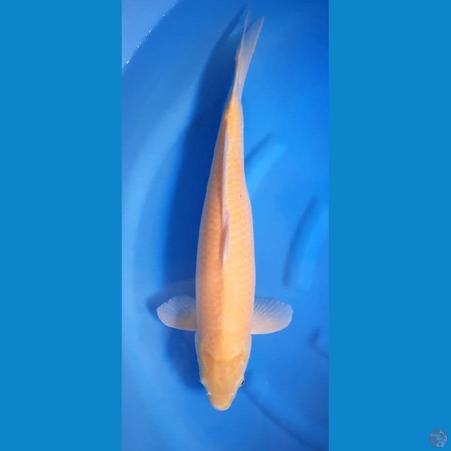Karashi jumbo 65BU female serti