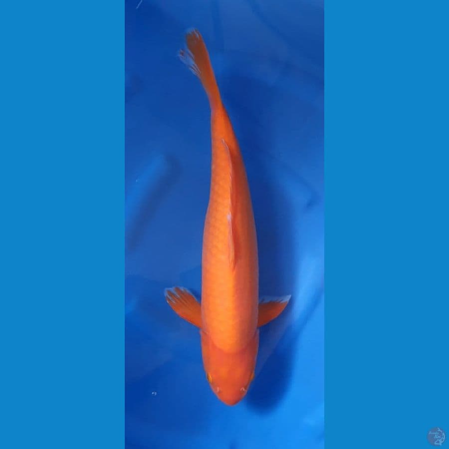 Karashi red mango import red eye