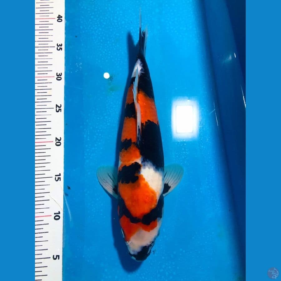 SHOWA 35cm original