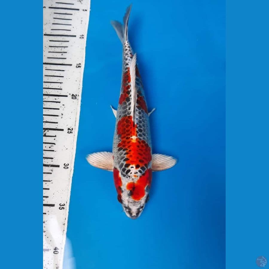 Kujaku 30cm