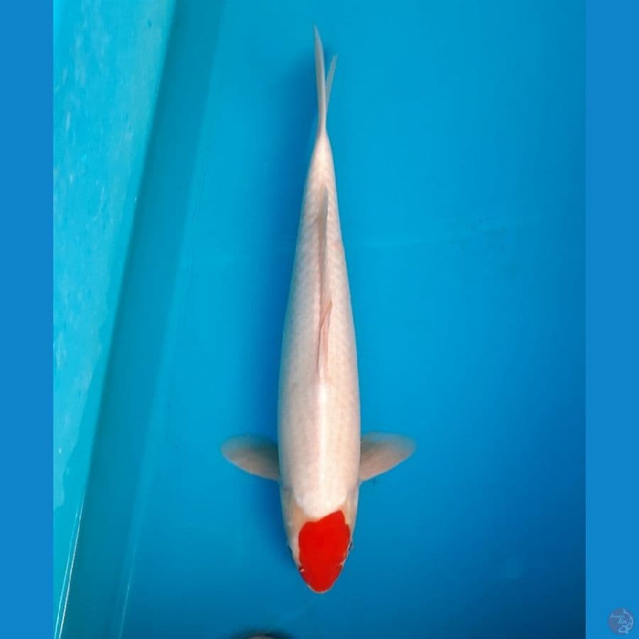 Tancho 42cm Male