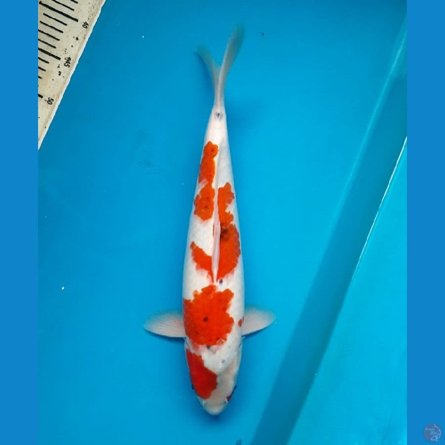 Goshiki 45cm Male