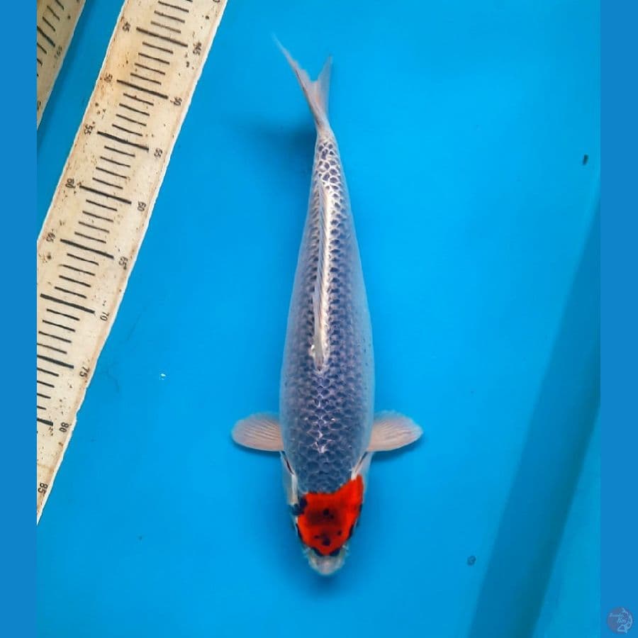 Origin Tancho goshiki 43cm Female