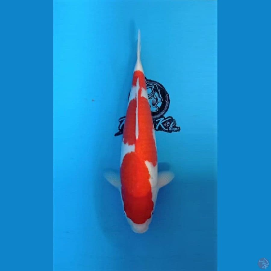 KAISAR - KOHAKU JUMBO TOSAI 40CM