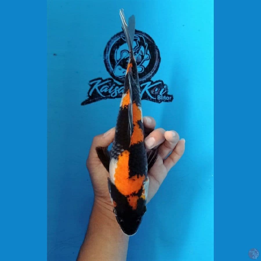KAISAR - SHOWA MOTOGORO IMBANG 30CM