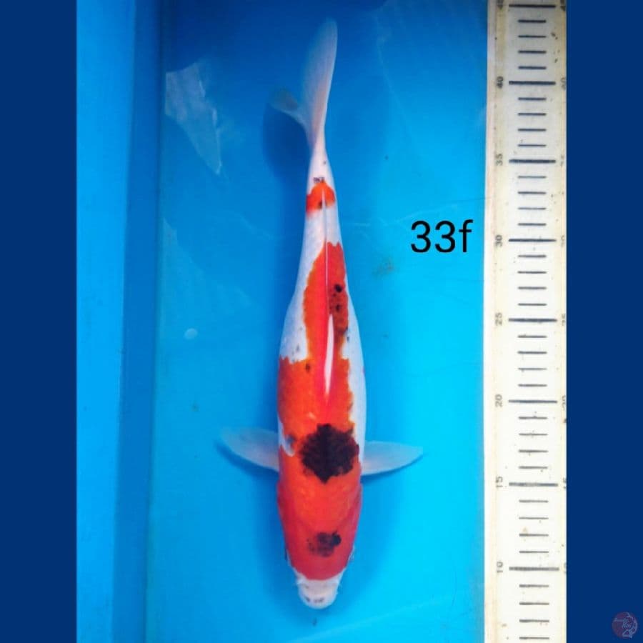 goshiki 33f