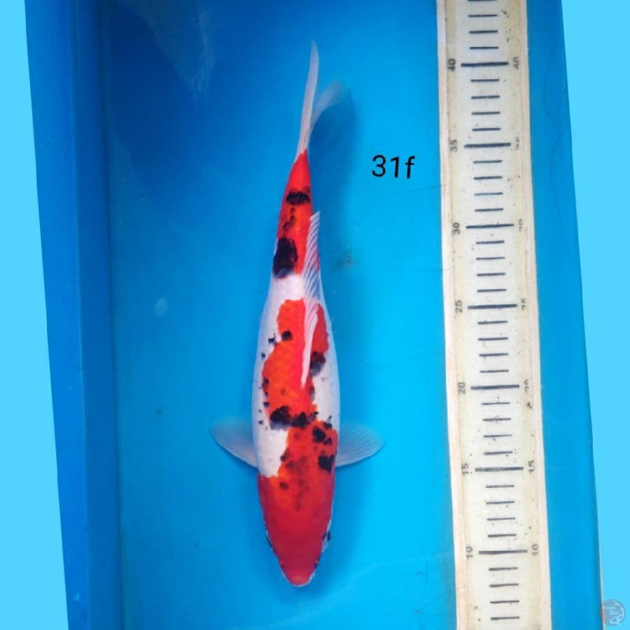goshiki, 31f