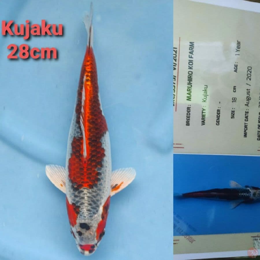 MARUHIRO KUJAKU 28CM