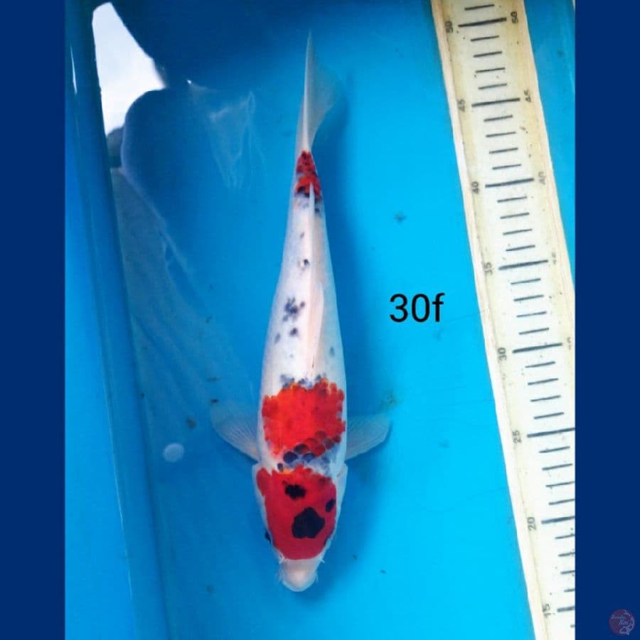 goshiki, 30f
