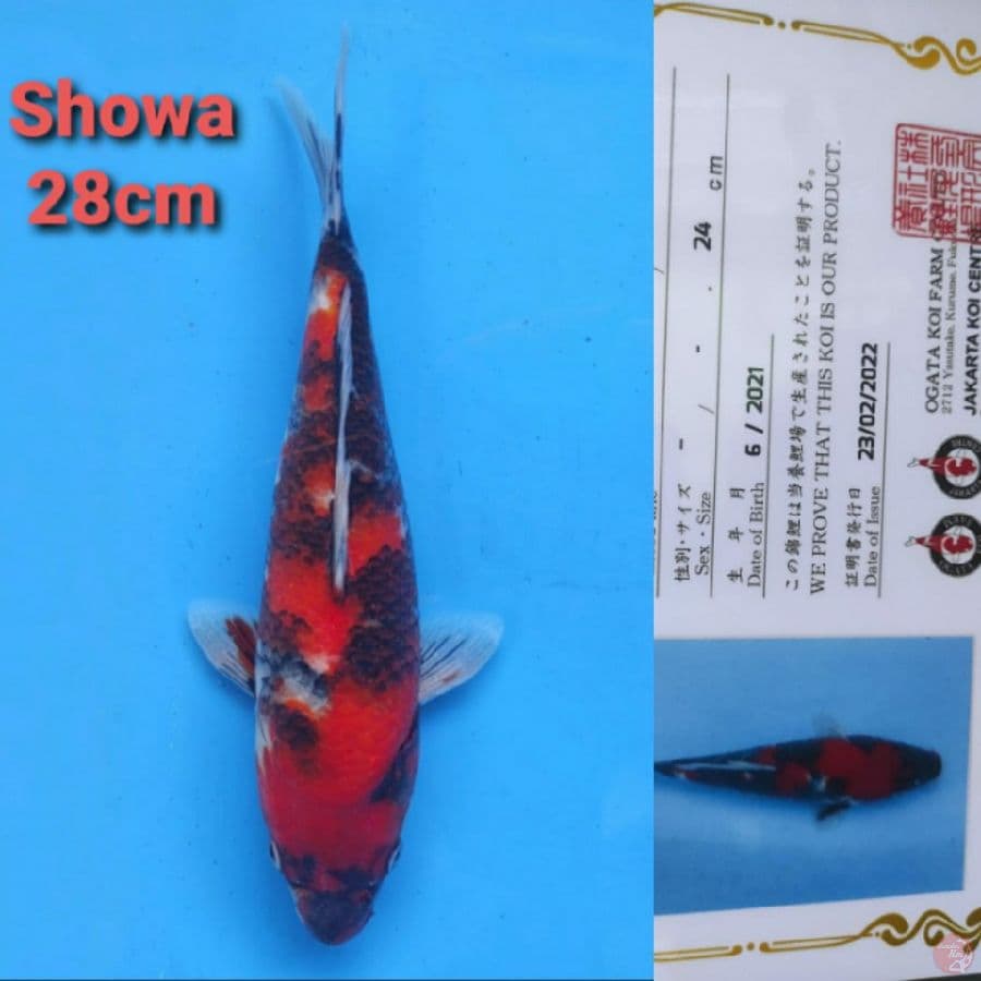 OGATA SHOWA 28CM