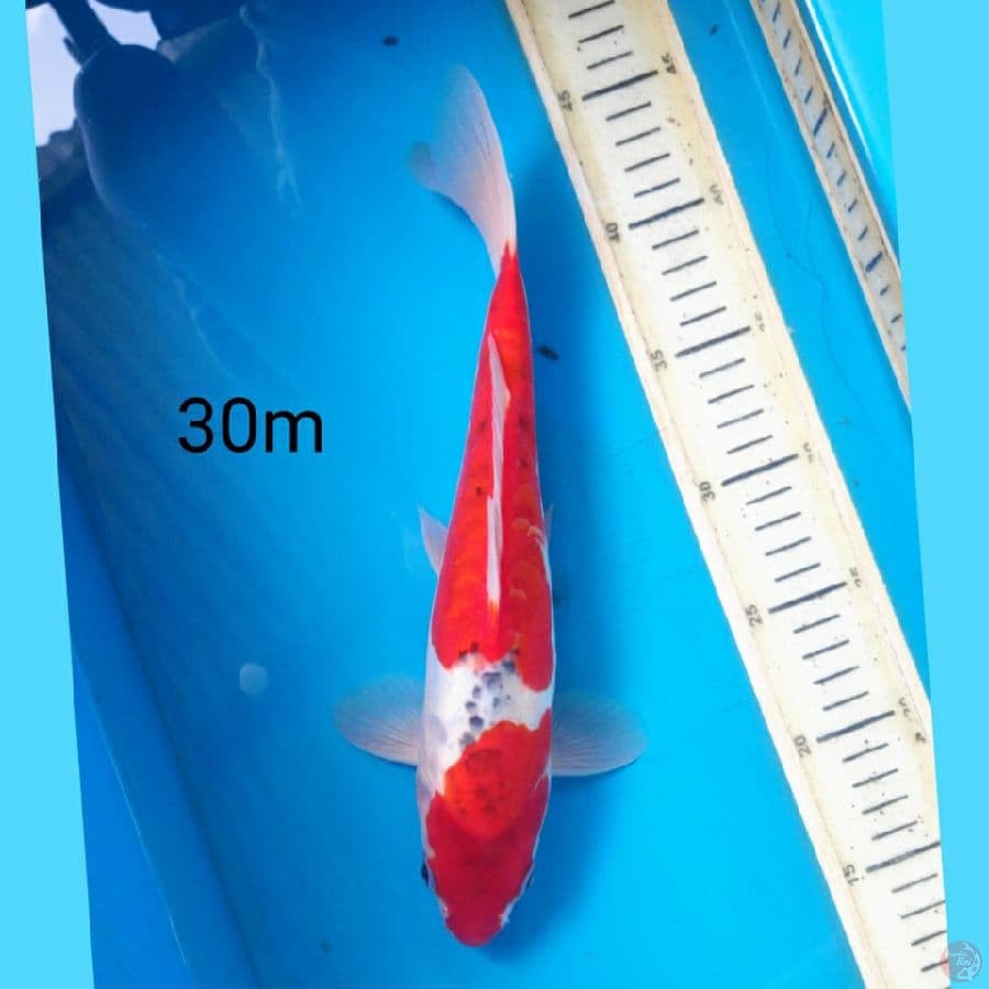 doitsu goshiki, 30m