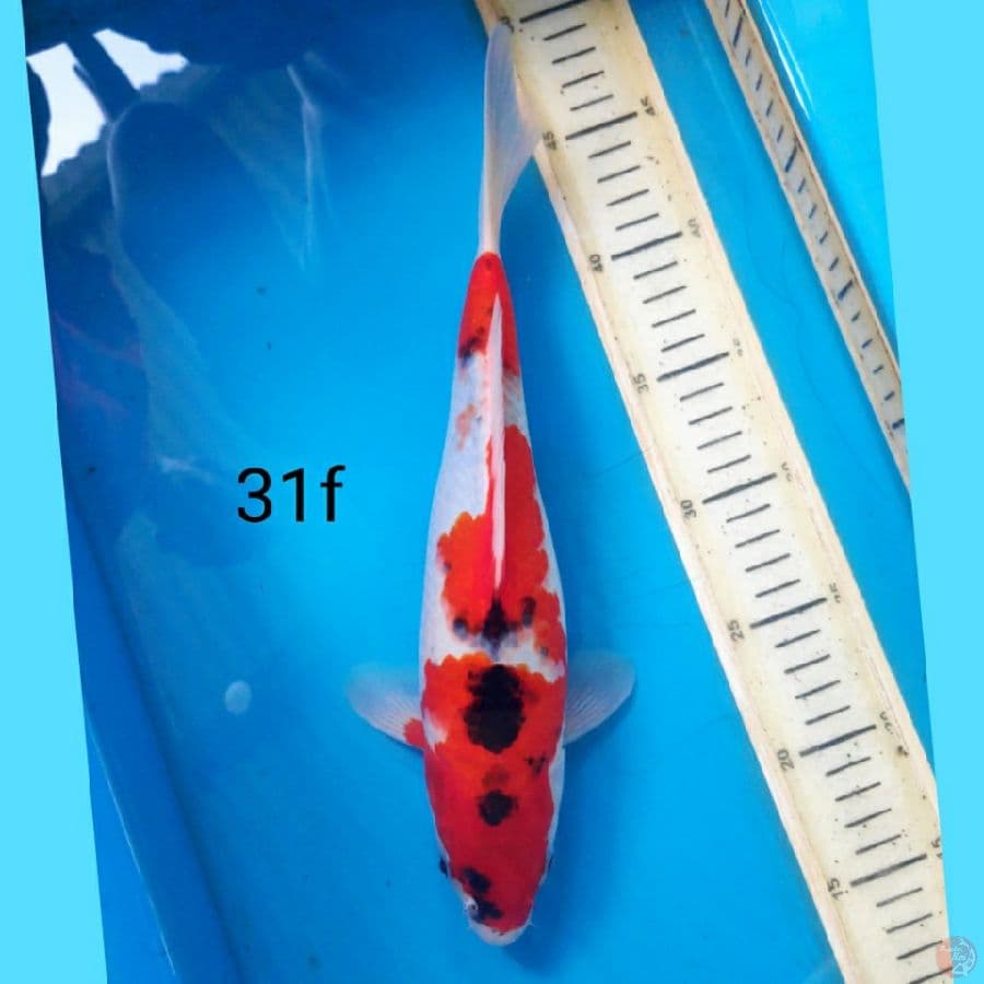 goshiki, 31f