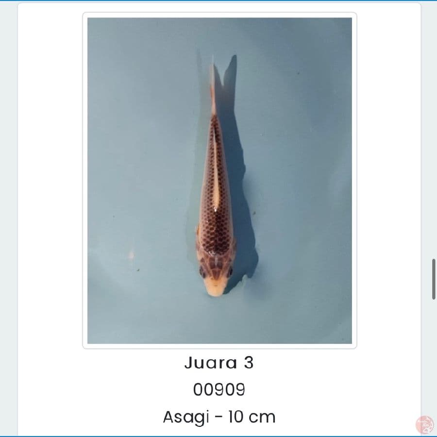 Asagi Plus Serti Subang koi Show