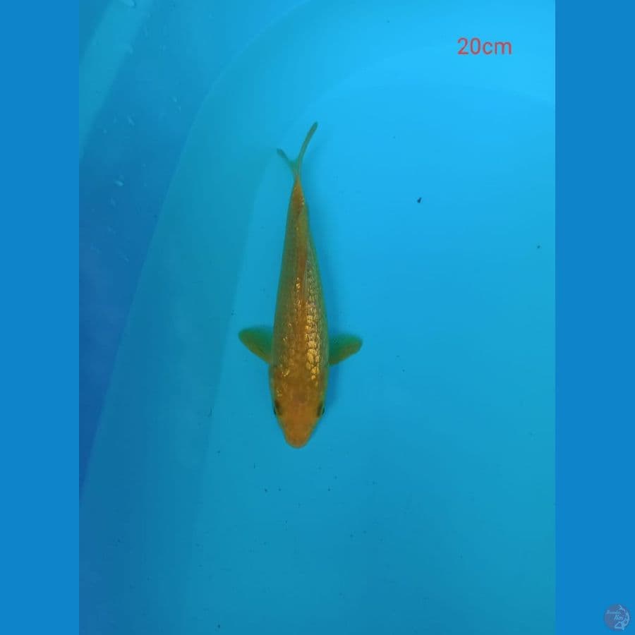 karasi gindrin 20 cm