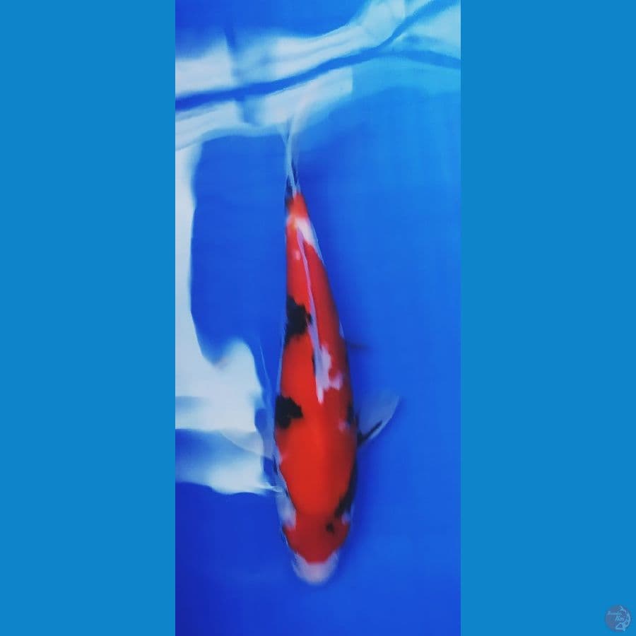 showa merah strong