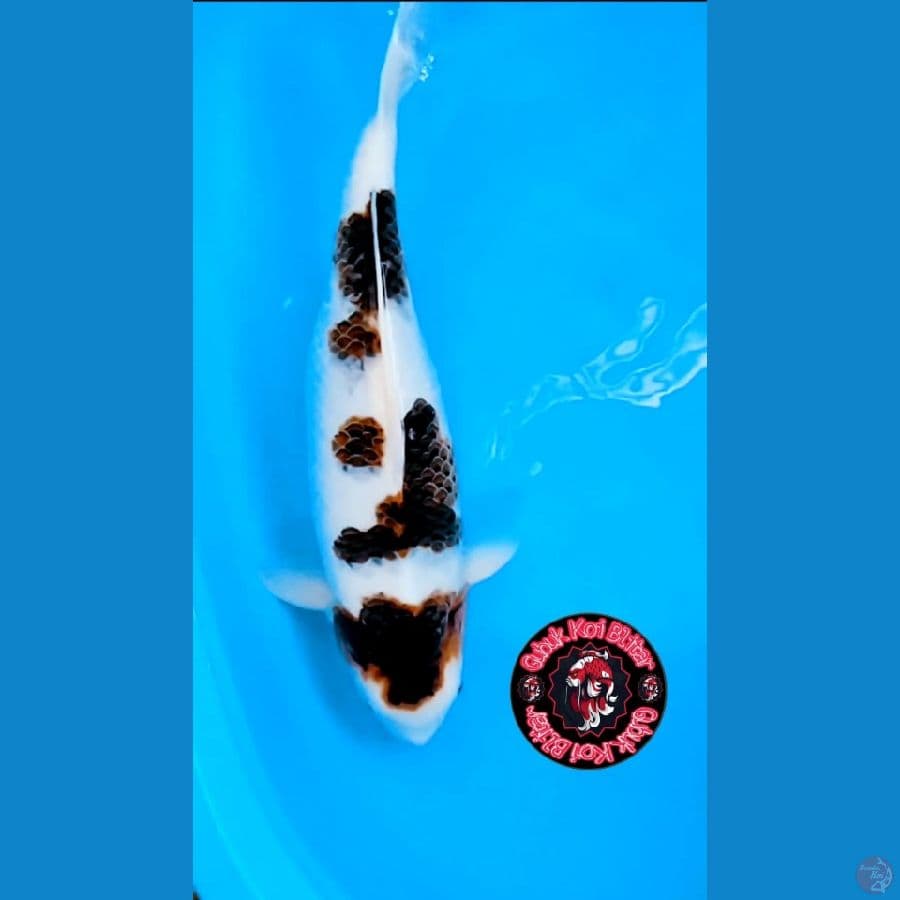 SUPER BULKY ~ Budo Goromo jumbo 60 cm up Bloodline Otsuka Koi Farm