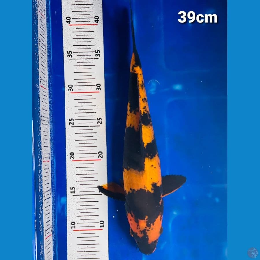 sq jumbo size