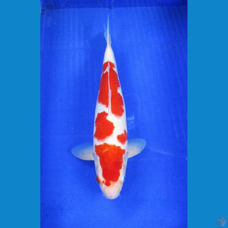 kohaku ±40cm JANTAN