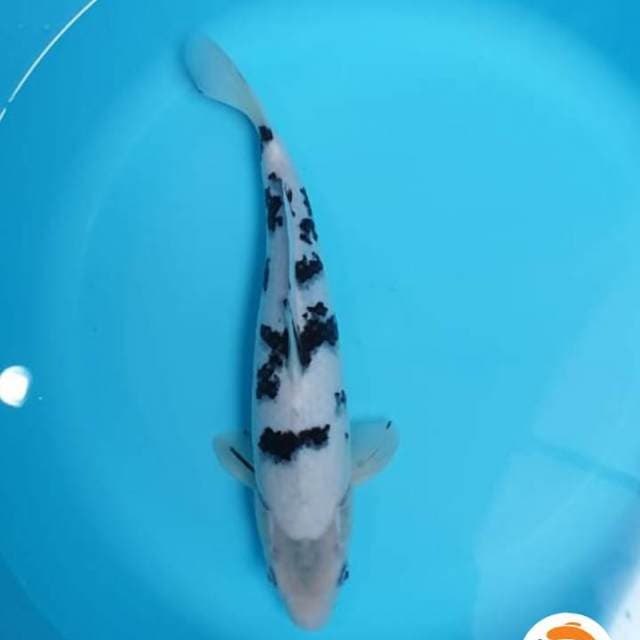 Bekko putih HQ