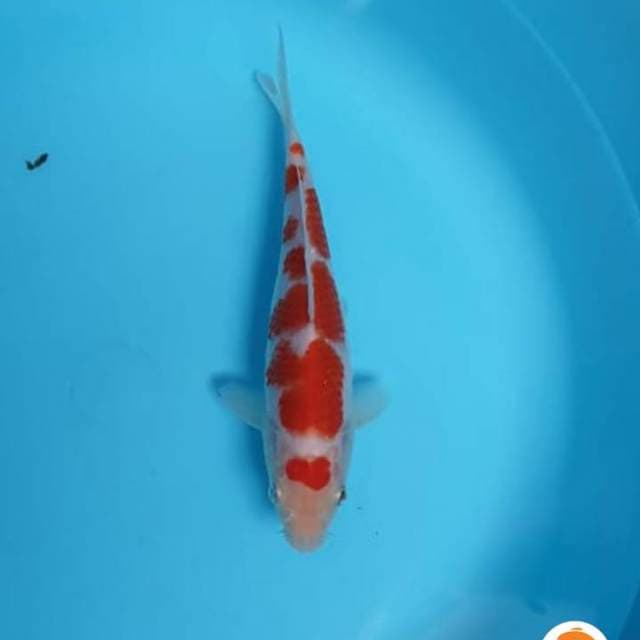 Kohaku SQ