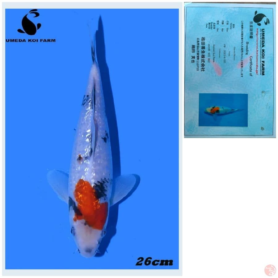SHOWA IMPORT 26CM