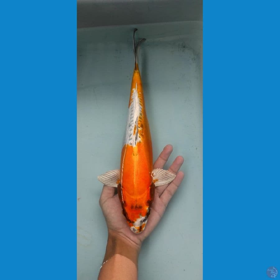 kikkokuryu 33cm