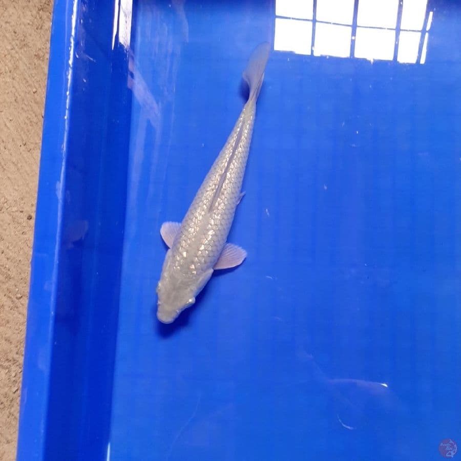 (0942) SORAGOI GINRIN 23cm