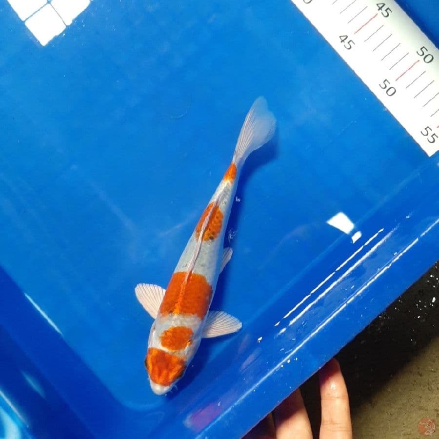 (1000) MARUTEN KUJAKU 23cm