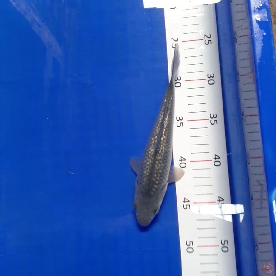 (0945) SORAGOI GINRIN 20cm