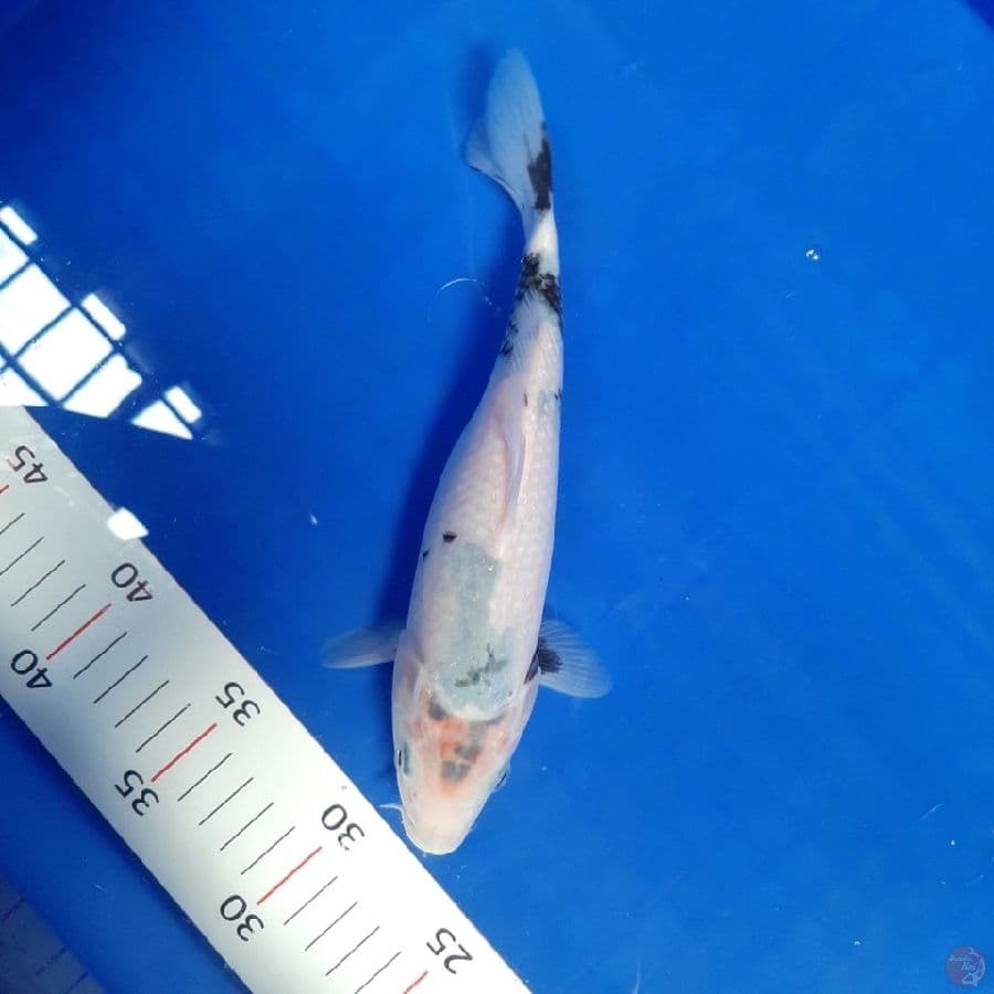 (0952) SHIRO TATEGOI 23cm/FM