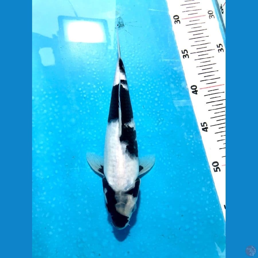 Shiro 23cm