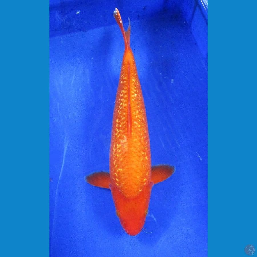 benigoi ginrin ±40cm