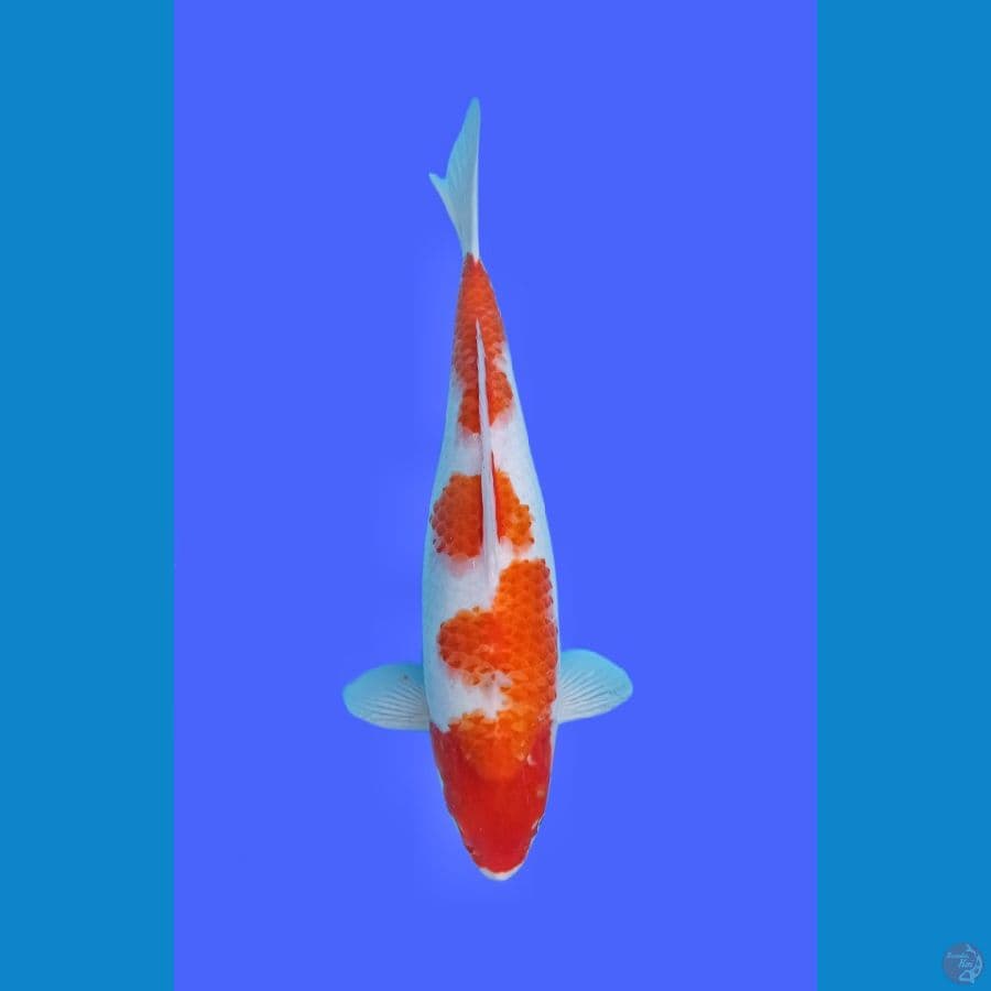 KOHAKU STEP 3
