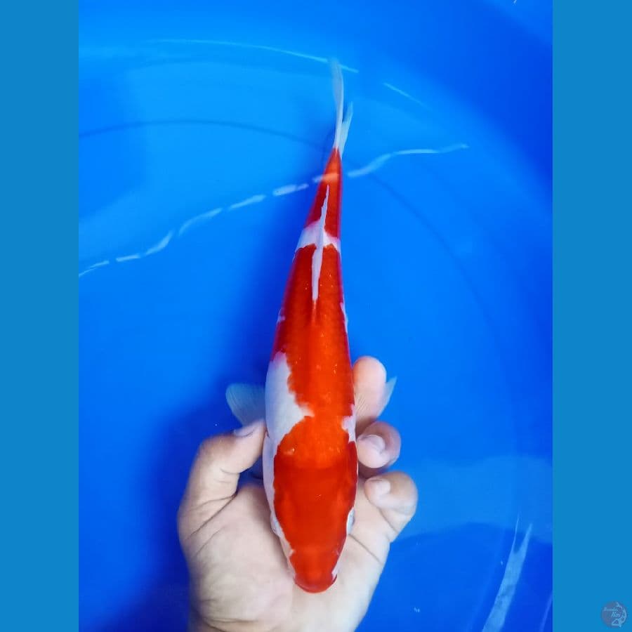 kuhaku merah stong