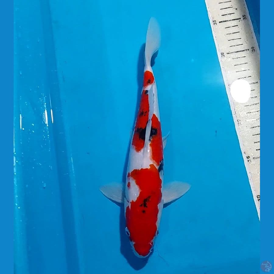 SANKE 30 CM