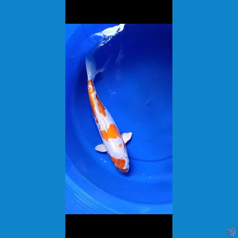 ki kusui 40cm