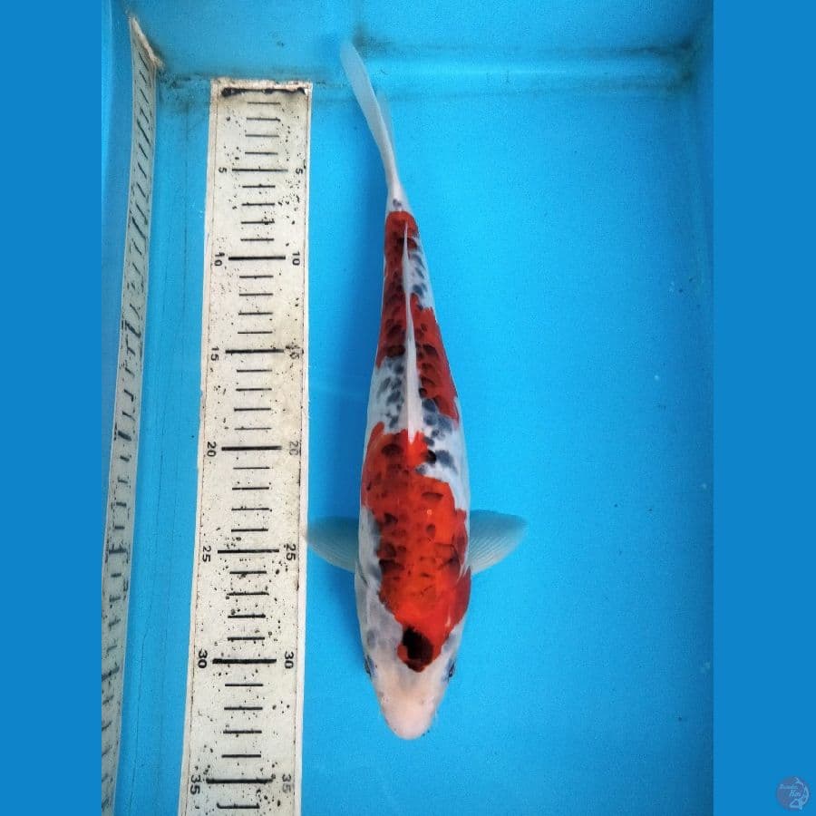 goshiki 31cm f