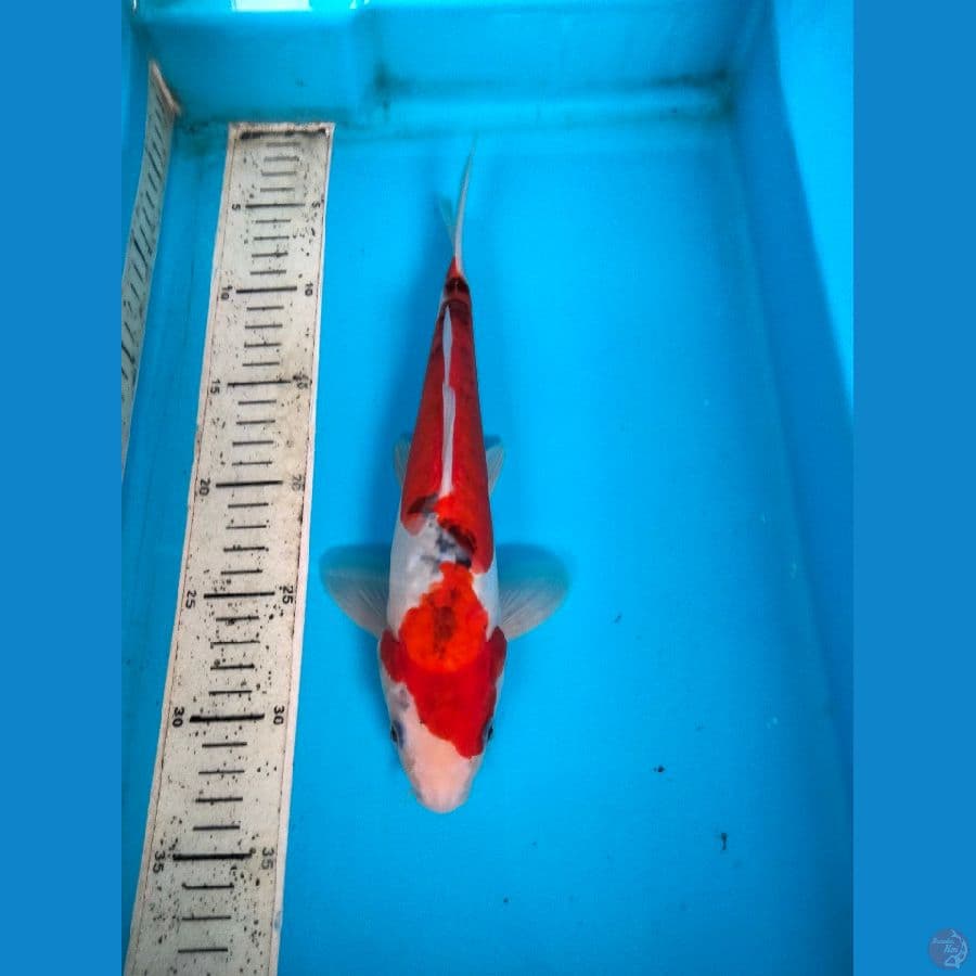 goshiki 29cm