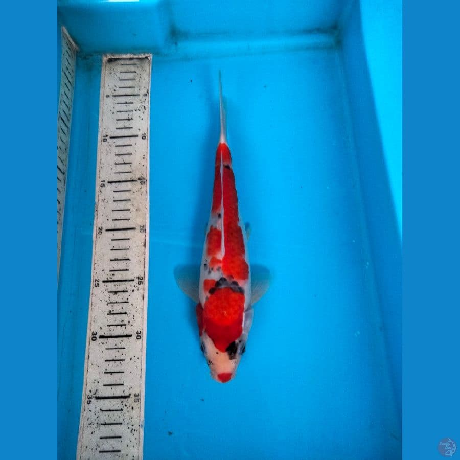 goshiki 27cm