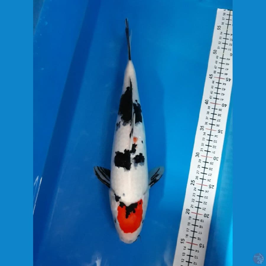 T showa F 37