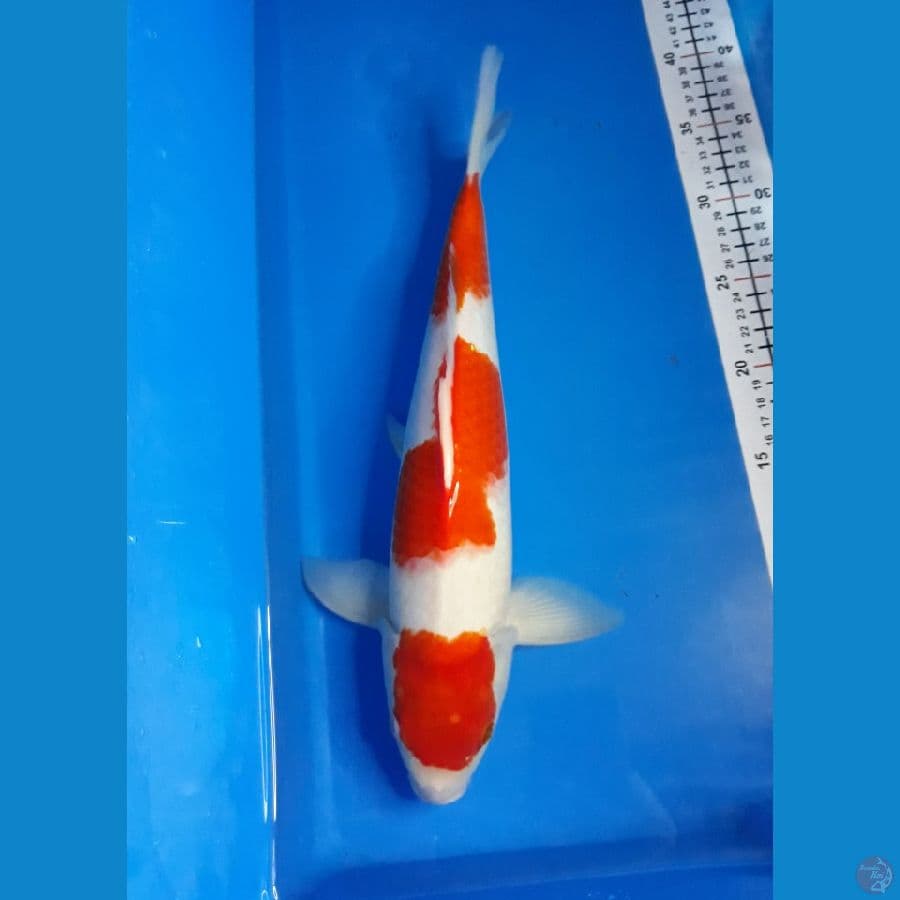 kohaku M 37