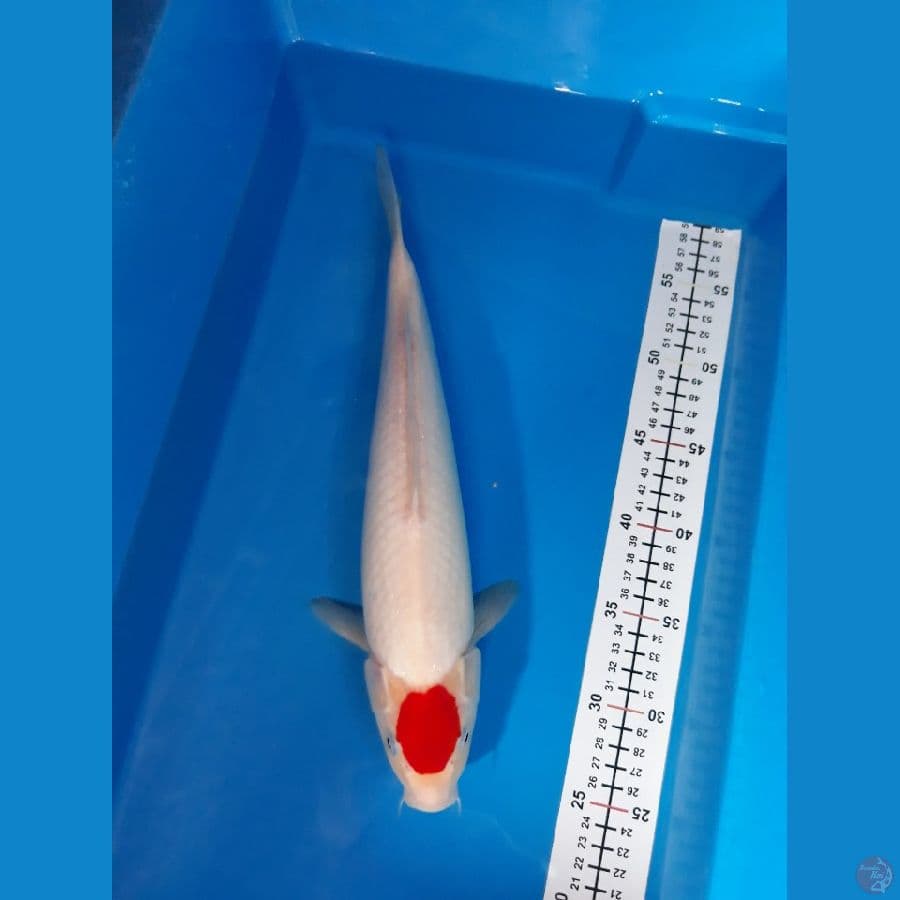 T kohaku 100% ori