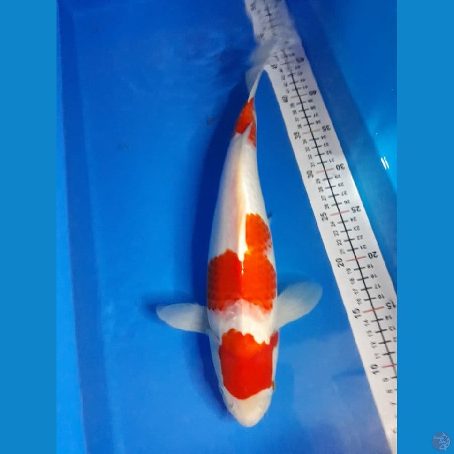 kohaku f 37