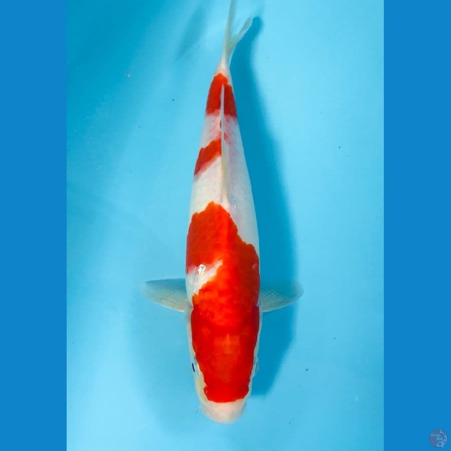 kohaku 25cm