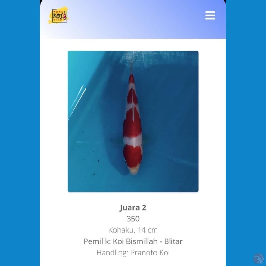 SQ kohaku juara 2 semarang