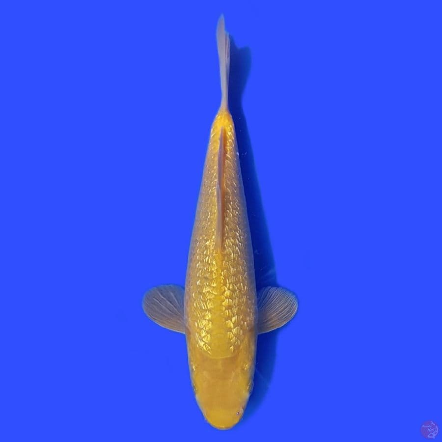 karashi gindrin 22cm