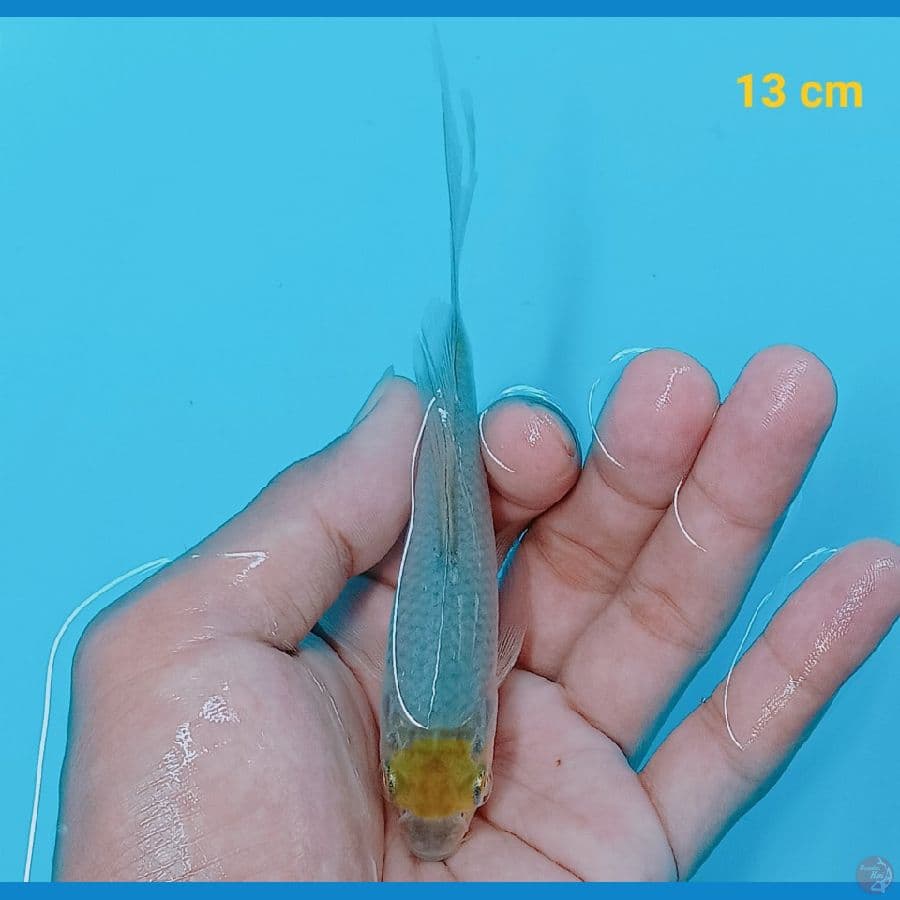Minion ochiba kumpay 13 cm
