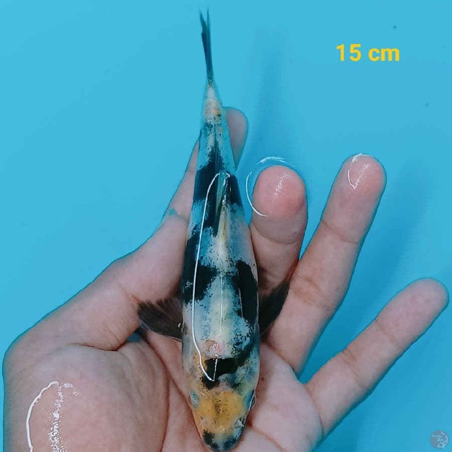 Shiro doit 15 cm